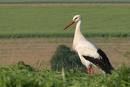storch.jpg